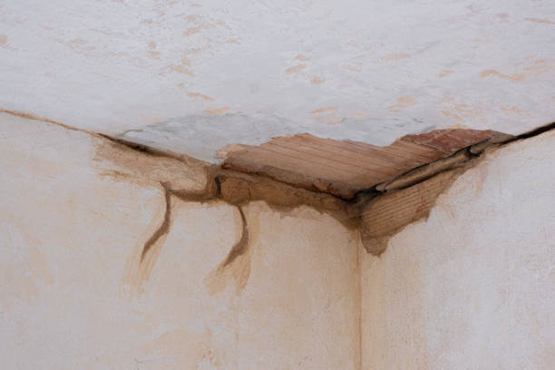 Best Water damage contractors near me  in Lady Lake, FL