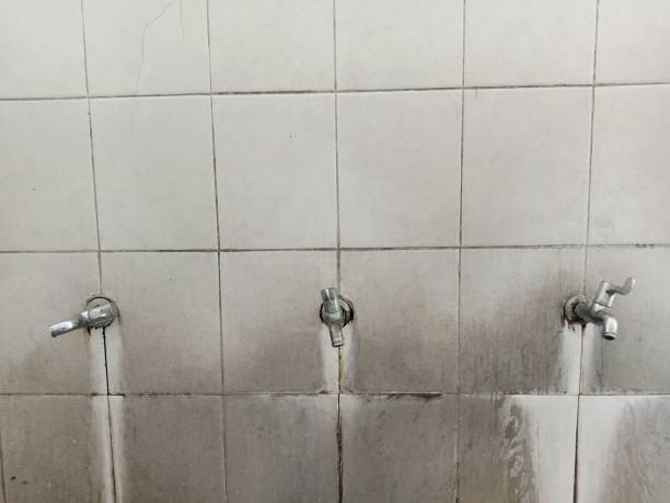 Best Basement water damage restoration  in Lady Lake, FL